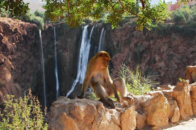 1 Day Tour from Marrakech To Ouzoud Waterfalls Small-Group - Barbary macaques and the wildlife stop