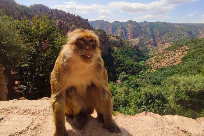 1 Day Tour from Marrakech To Ouzoud Waterfalls Small-Group - Lunch above the falls, at your own cost