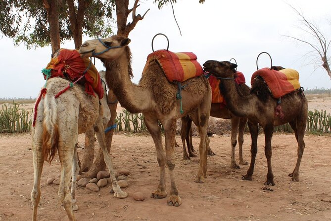1-Hour Camel Ride and 1-Hour Quad Bike Ride in Marrakech. - Who will enjoy this outing most