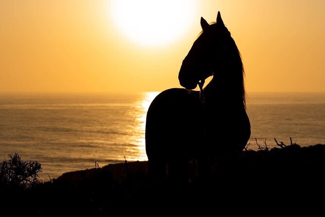 1 hour horse ride on the beach of essaouira - Is $34.89 a fair price?