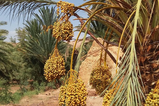 2 Days 1 Night To Zagora Desert From Marrakech - Sunrise, breakfast, and the long return