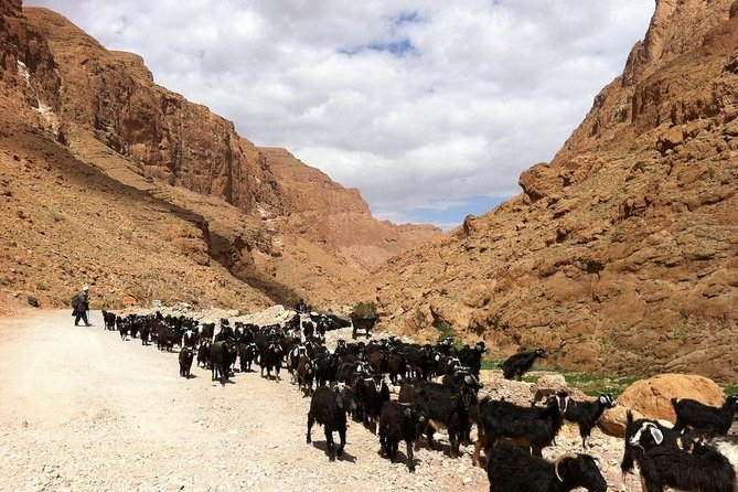 3 Days Desert Tour From Marrakech To Merzouga Désert And World Heritage Kasbah - Sunrise, camels, and a very early start
