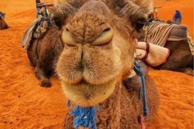 3 Days Group Tour from Marrakech to Merzouga Desert - Crossing the High Atlas at Tizi N’Tichka