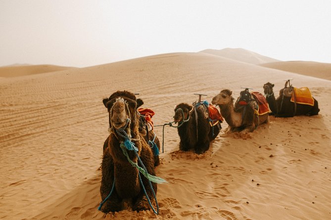 3-Days Sahara Desert Tour from Fez to Marrakech - Day two: Rissani, Todra Gorge, and Dades Valley