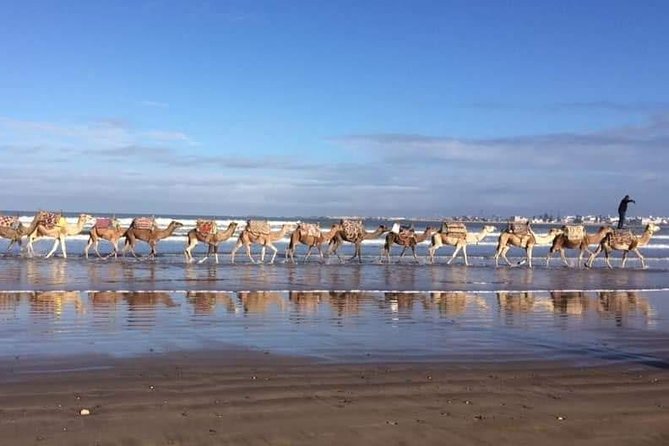 3-hour camel ride at sunset - Key points at a glance