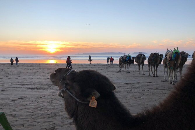 3-hour camel ride at sunset - The sunset is the main event