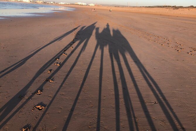 3-hour camel ride at sunset - What the guides add to the experience