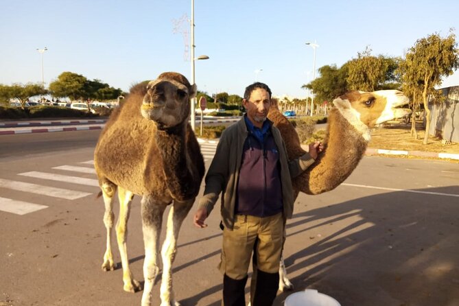 3-hour camel ride at sunset - Is $23.26 good value?
