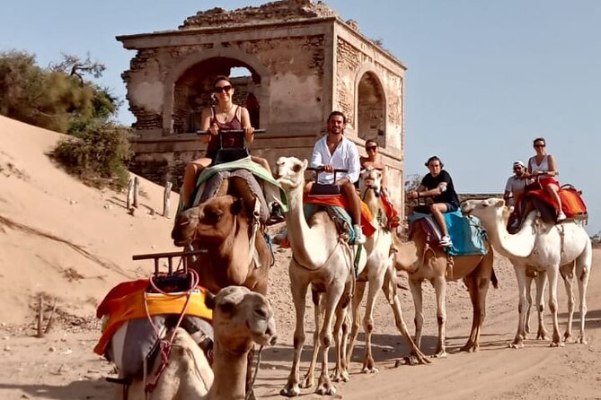 3 hours Camel Ride in Essaouira, beach and dunes - A quiet stop near eucalyptus and mimosa