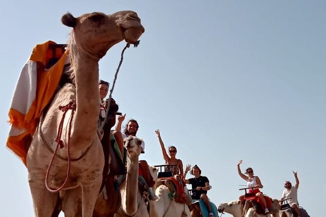 3 hours Camel Ride in Essaouira, beach and dunes - Family rules and comfort for children