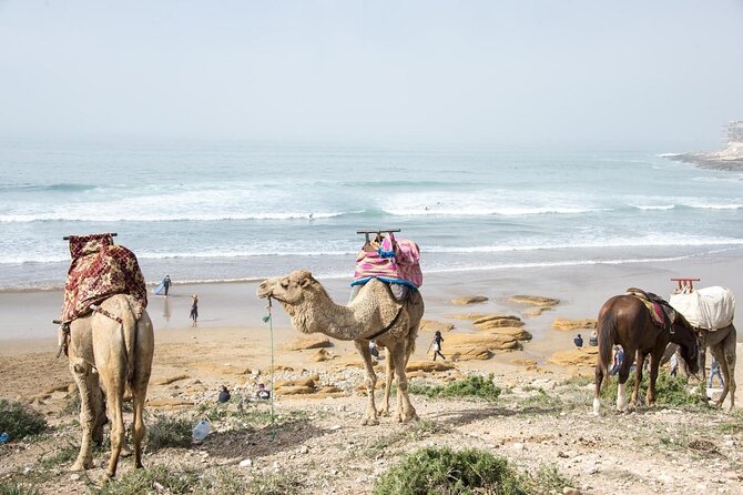 7 nights Surf Coaching Package in Morocco - Quick points to know before booking
