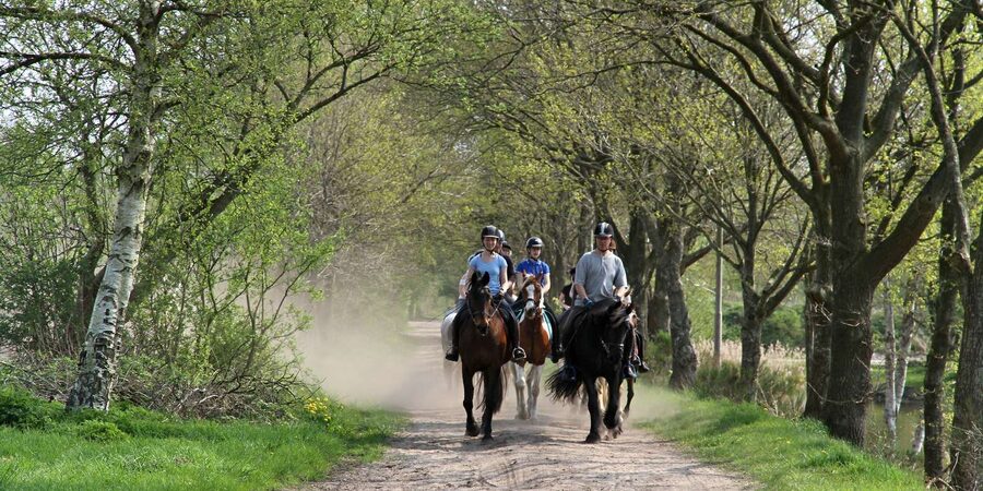 Agadir 2hours Horse Riding visite the flamingo river - Eucalyptus trees and the quieter countryside