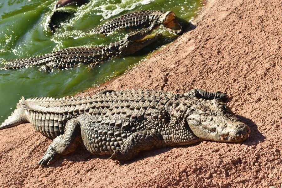 Agadir: Agadir Crocodile Park Adventure - Why Agadir Crocodile Park is more than a quick animal stop