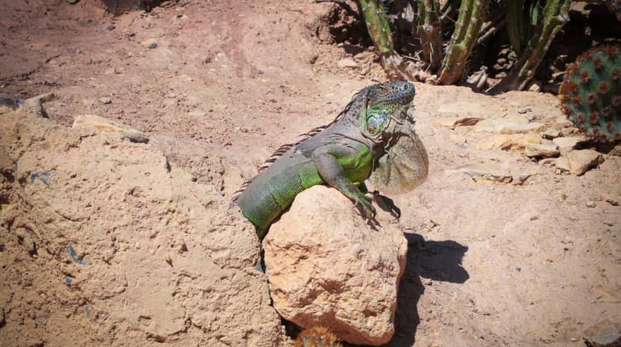 Agadir: Agadir Crocodile Park Adventure - The pickup from your Agadir hotel