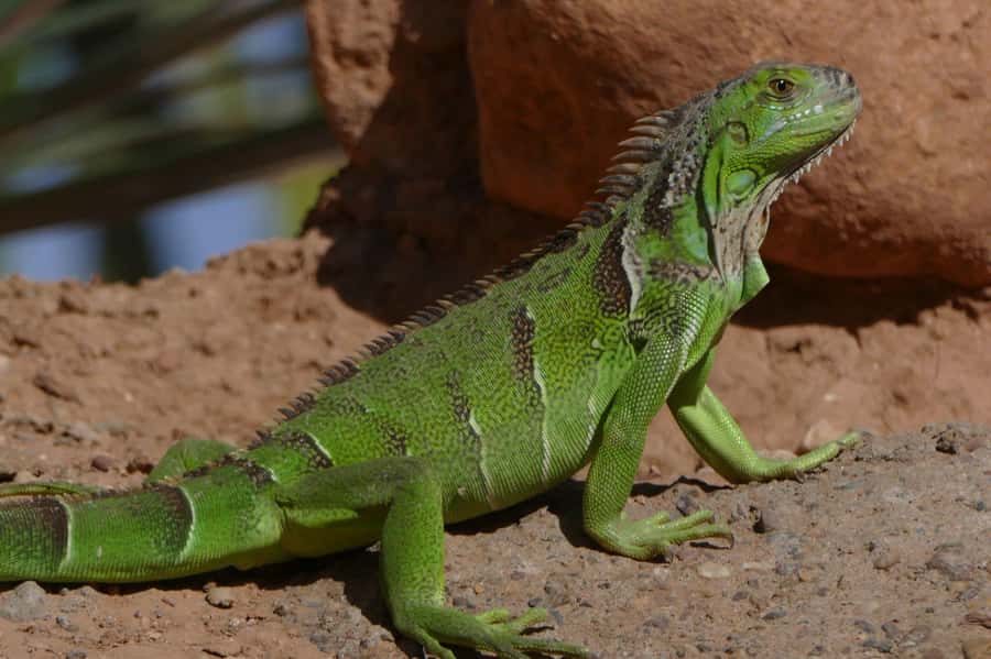 Agadir: Agadir Crocodile Park Adventure - Watching the crocodiles at feeding time