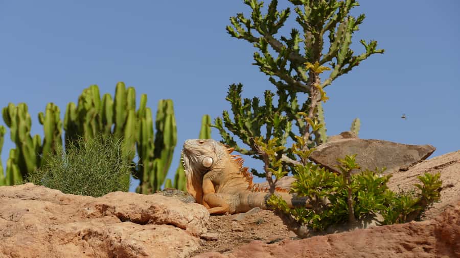 Agadir: Agadir Crocodile Park Adventure - Snakes, tortoises, iguanas, and more
