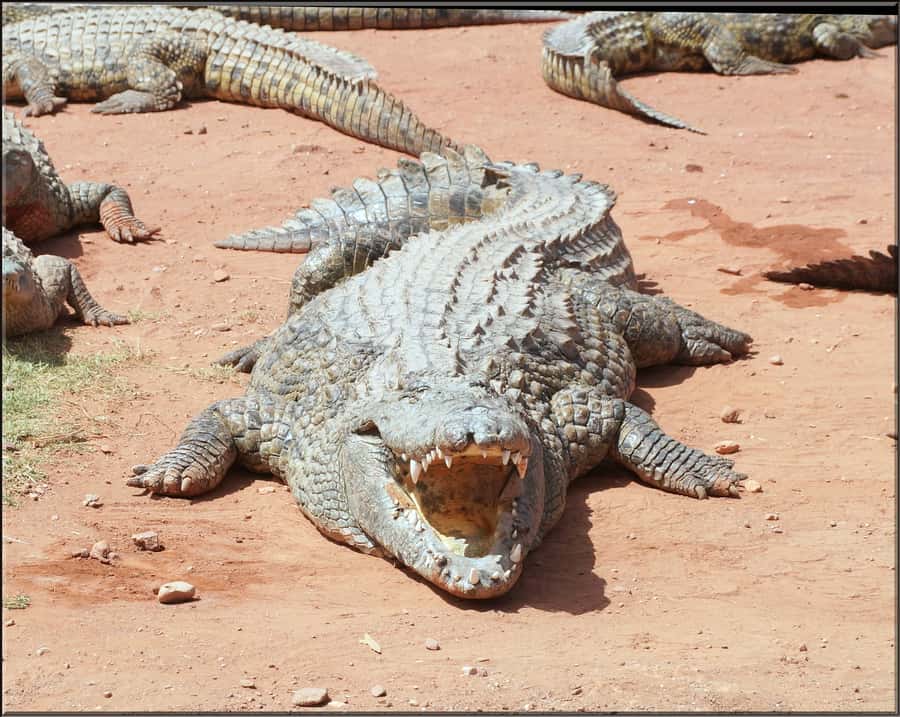 Agadir: Agadir Crocodile Park Adventure - A practical two-hour visit for families