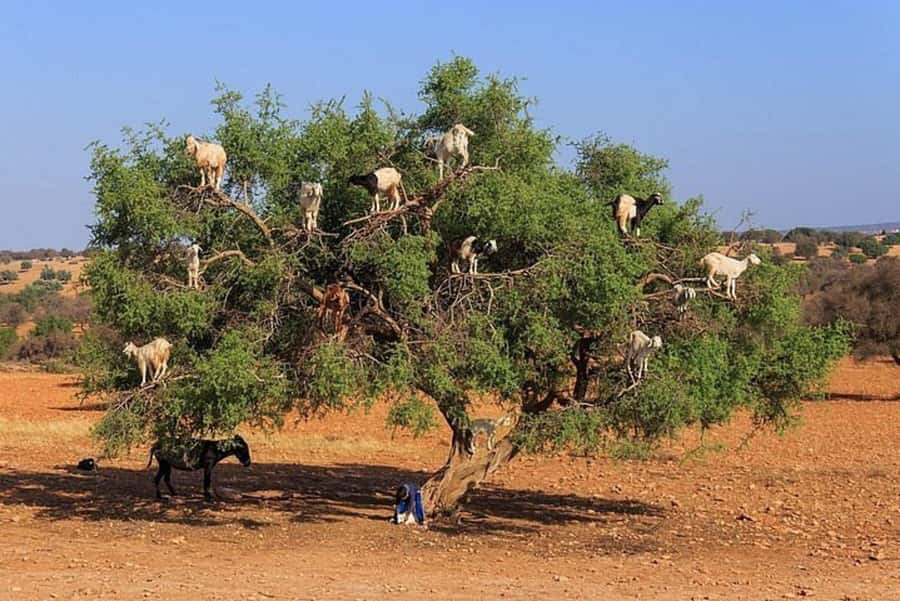 Agadir: Agafay Desert Quad Biking With Goats On The Tree - Who will enjoy this most