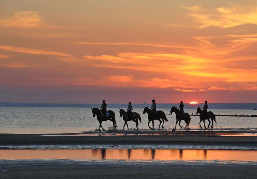 Agadir and Taghazout: Morning Horse Ride on The Beach - Meeting the Barb Arabian horses