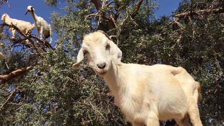 Agadir: ATV Quad Biking and Goats On Argan Trees with Tea - Key points to know before booking