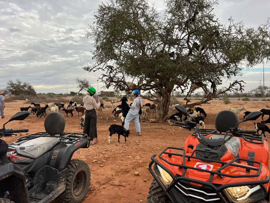 Agadir: ATV Quad Biking and Goats On Argan Trees with Tea - Guides, photos, and group size