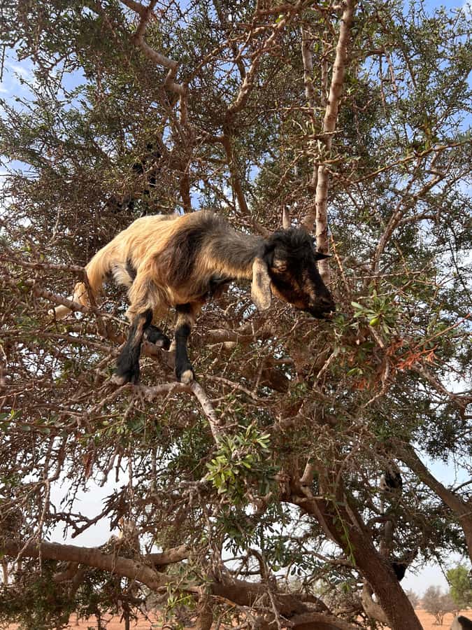 Agadir: Cable Car, Crocopark, and Goats on Trees Tour - Three Agadir sights in one half-day