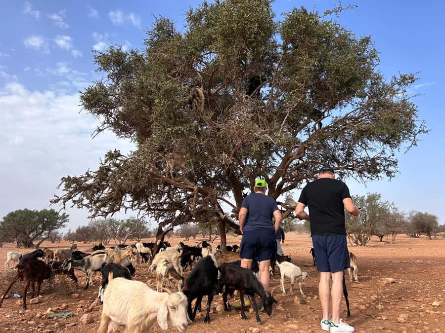 Agadir: Cable Car, Crocopark, and Goats on Trees Tour - Meeting the goats among the argan trees