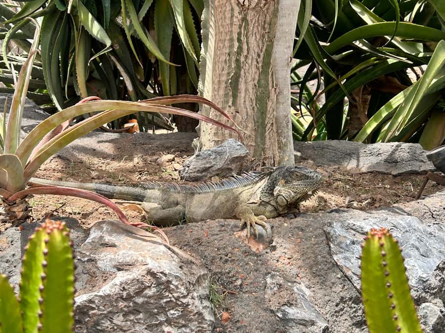 Agadir: Cable Car, Crocopark, and Goats on Trees Tour - Is $76 good value?