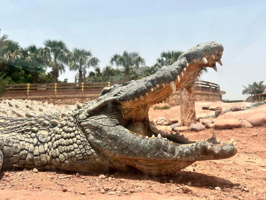 Agadir: Cable Car, Crocopark, and Goats on Trees Tour - Who should book this outing?