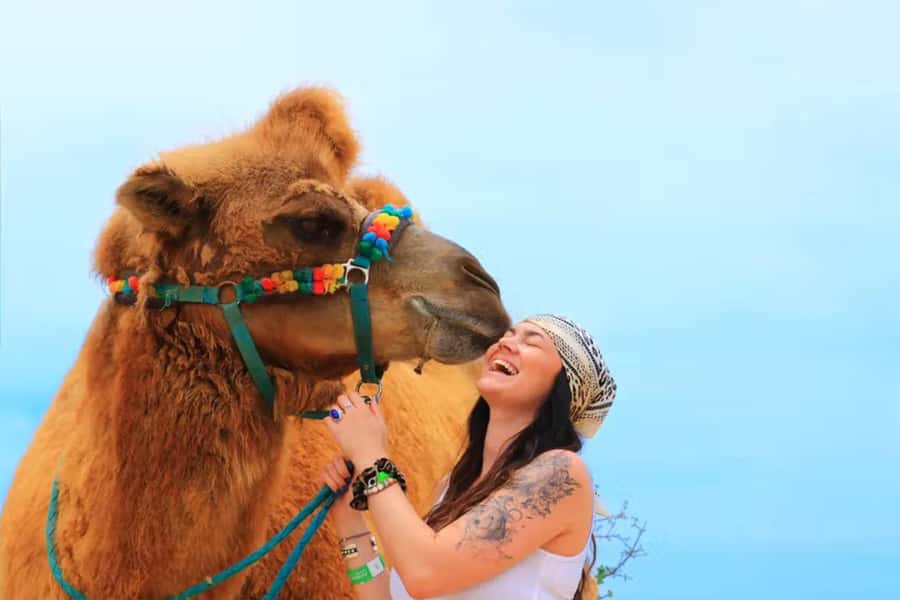Agadir: Camel Ride Experience With Dinner Option - Key points at a glance