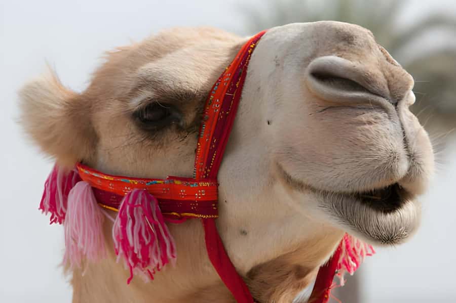 Agadir: Camel Ride Experience With Dinner Option - Eucalyptus trees, river views, and the birdlife question