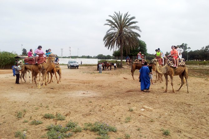 Agadir Camel Riding - A short ride into Agadir’s countryside