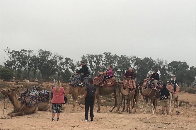 Agadir Camel Riding - Bird country near Souss-Massa National Park
