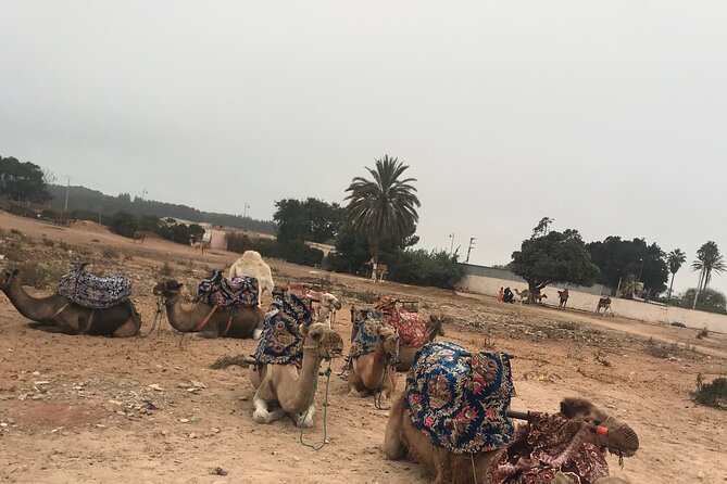 Agadir Camel Riding - Camel or horse, which should you choose?