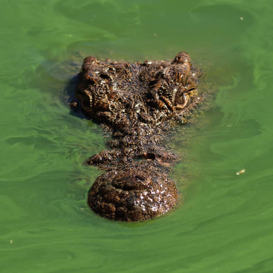 Agadir: Crocoparc Entry Ticket with Transfers, Guide, & Tea - Why Crocoparc is more than a crocodile stop