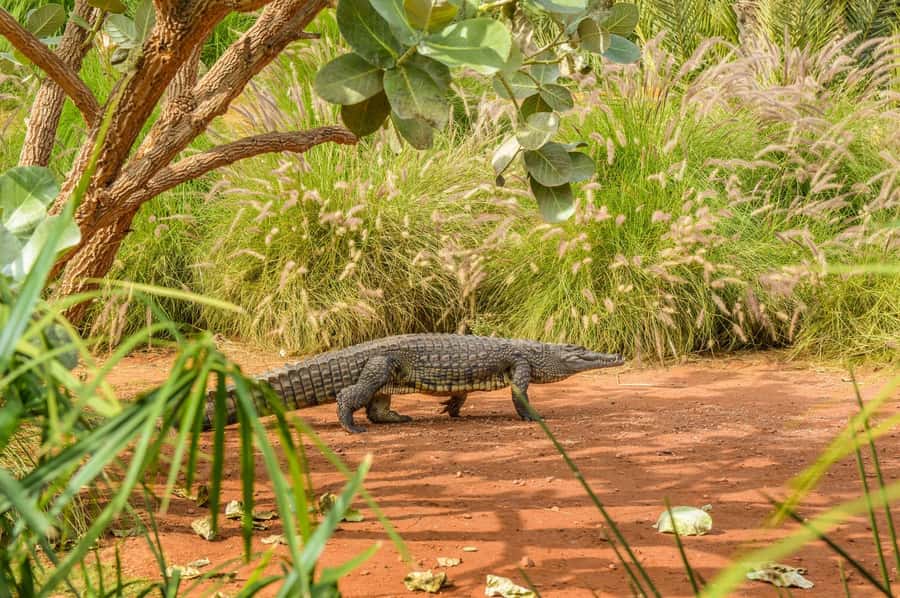 Agadir: Crocoparc Entry Ticket with Transfers, Guide, & Tea - Price and value at $27