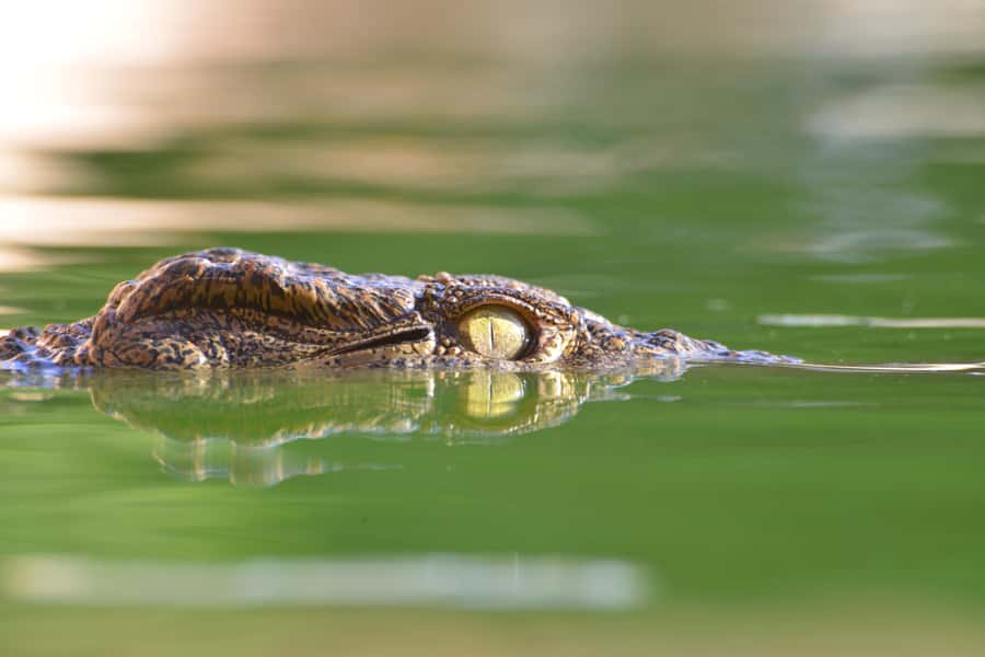 Agadir: Crocoparc Skip-the-Line Entry Ticket - Key points to know before you go