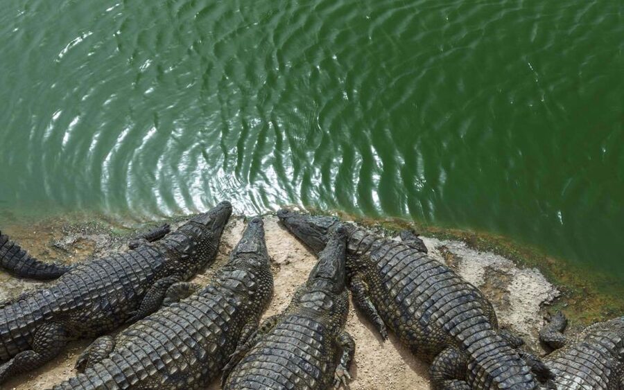 Agadir Crocoparc: Ticket and Transfer - Crocoparc’s crocodiles and gardens in one visit