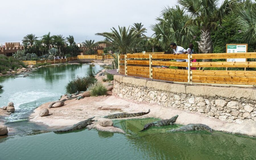 Agadir Crocoparc: Ticket and Transfer - Water lilies, papyrus, and the aquatic garden