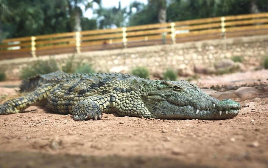 Agadir Crocoparc: Ticket and Transfer - How long should you plan for Crocoparc?