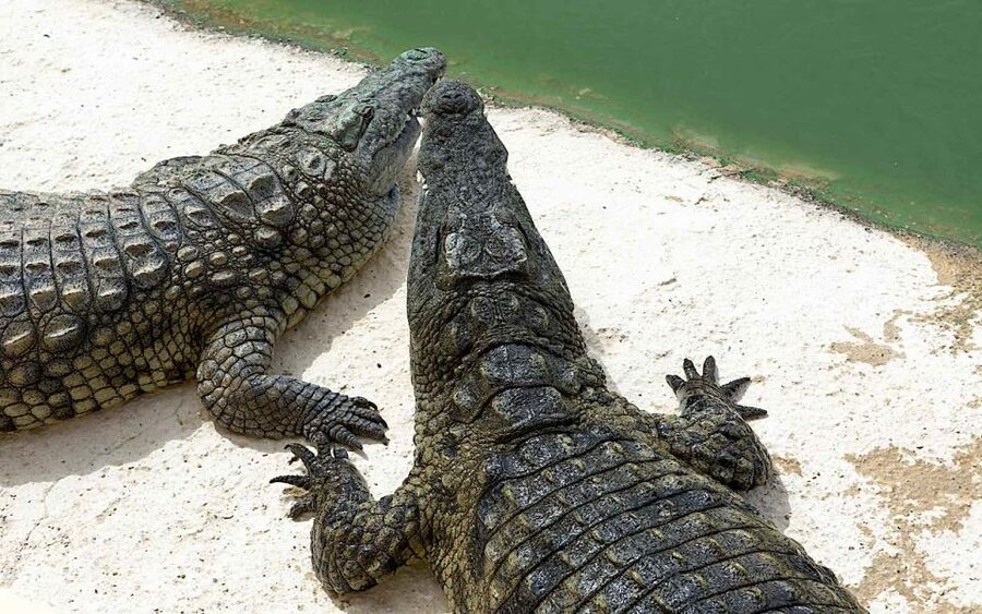 Agadir Crocoparc: Ticket and Transfer - Watching 300 Nile crocodiles safely