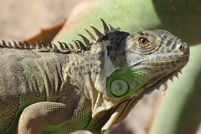 Agadir Crocoparc Transfer & Admission tickets - Crocodiles, cactus, and open-air design