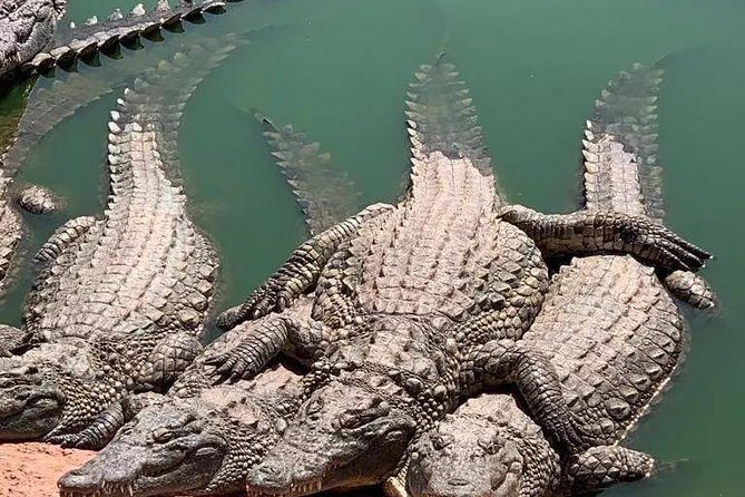 Agadir Crocoparc Transfer & Admission tickets - Feeding time changes the mood