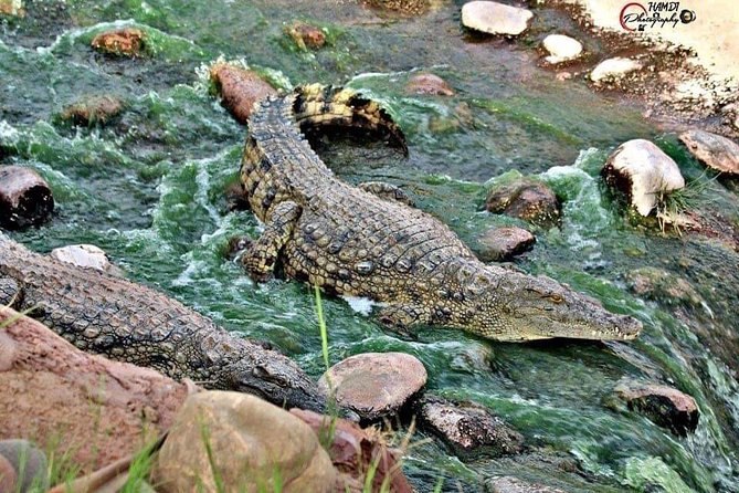 Agadir Crocoparc Transfer & Admission tickets - What families should know before booking