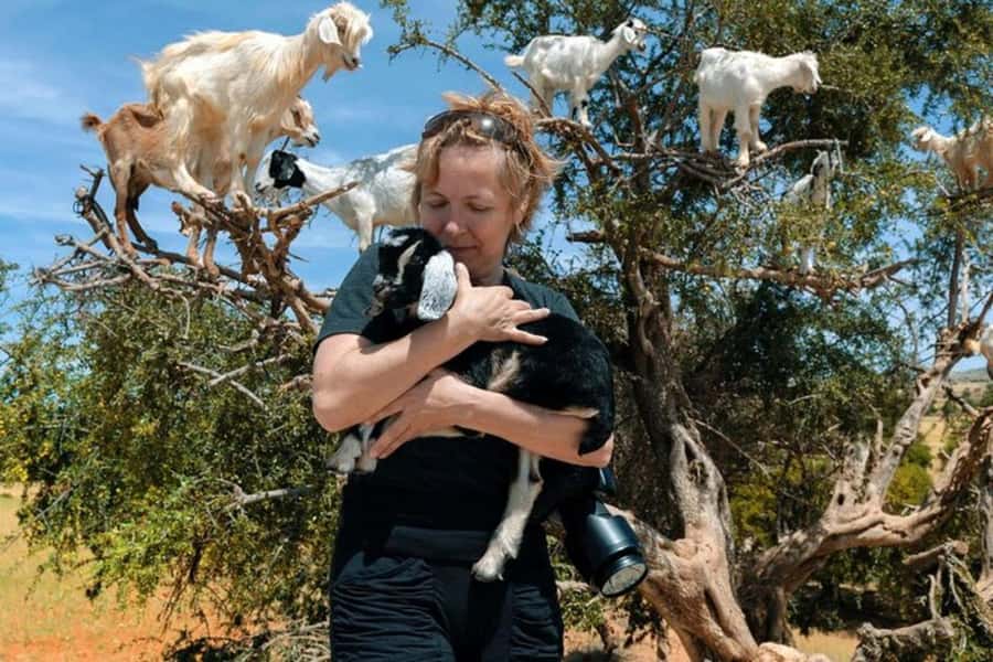 Agadir: Discover Argan Tree-Climbing Goats on a Morning Tour - Meeting the goats beside the road