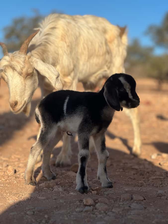 Agadir: Discover Argan Tree-Climbing Goats on a Morning Tour - How natural is the goat spectacle?