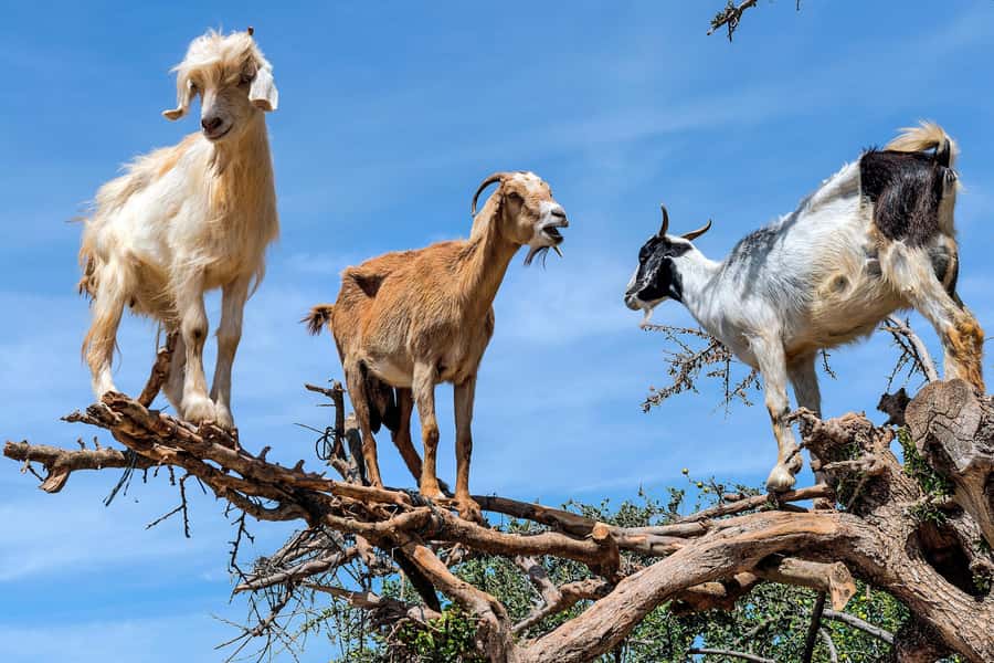 Agadir: Discover Argan Tree-Climbing Goats on a Morning Tour - A 9:00 AM pickup that keeps the day open