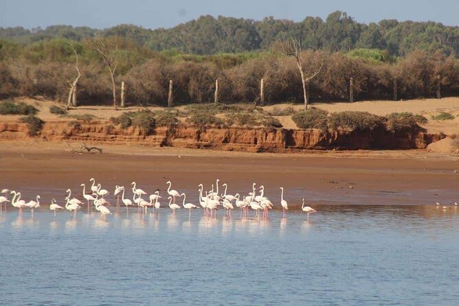 Agadir Jeep Safari Sahara Desert 4x4 Day Tour with Lunch - Flamingos and river scenery at Oued Sous