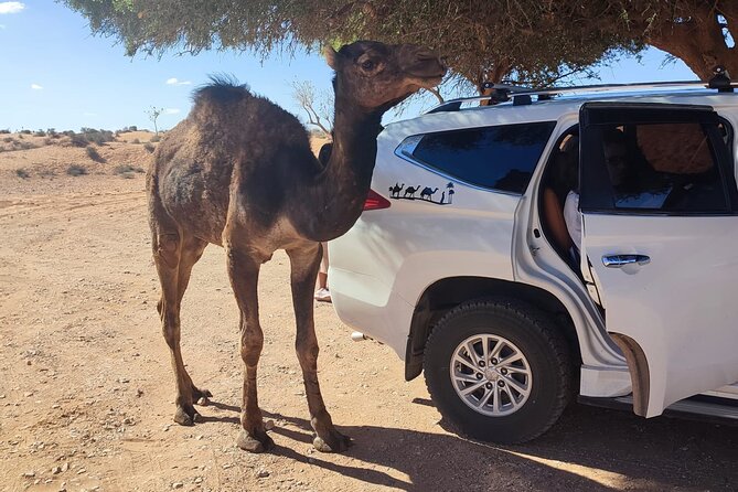 Agadir or taghazout : 4×4 Jeep Sahara Desert Trip with Lunch - How much driving should you expect?