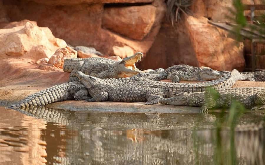 Agadir or Taghazout: Goat on Trees and Crocoparc with Pickup - Why the goats climb Morocco’s argan trees
